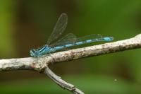 Coenagrion mercuriale