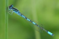 Coenagrion scitulum