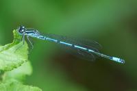 Coenagrion puella