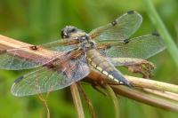 Libellula quadrimaculata