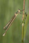 Lestes barbarus