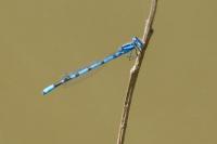 Enallagma cyathigerum