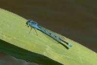 Erythromma lindenii