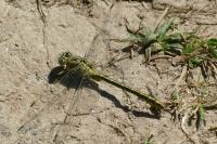 Gomphus pulchellus