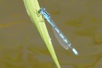 Enallagma cyathigerum