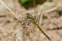 Orthetrum cancellatum