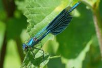 Calopteryx splendens