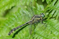 Gomphus vulgatissimus