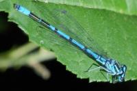 Coenagrion puella