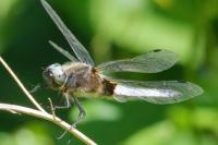 Libellula depressa