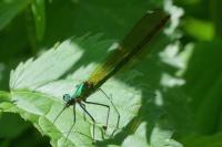 Calopteryx splendens