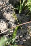 Gomphus pulchellus