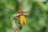 Libellula depressa