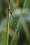 Lestes dryas