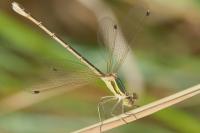 Lestes barbarus