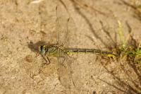 Gomphus pulchellus