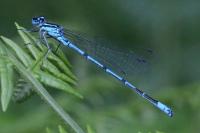 Coenagrion puella