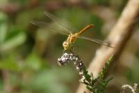 Sympetrum meridionale