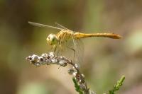 Sympetrum meridionale