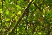 Somatochlora metallica