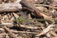 Gomphus pulchellus
