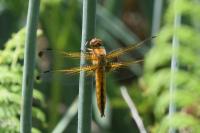Libellula fulva