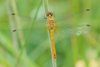 Sympetrum sanguineum