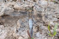 Orthetrum cancellatum
