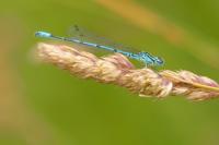 Coenagrion puella