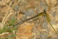 Ischnura elegans
