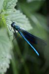 Calopteryx virgo