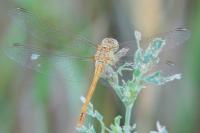 Sympetrum meridionale