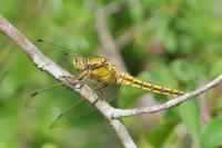 Orthetrum cancellatum