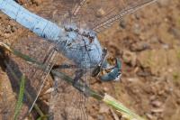 Orthetrum brunneum