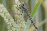 Orthetrum cancellatum