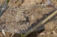 Orthetrum brunneum