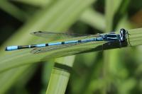 Coenagrion puella