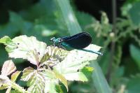 Calopteryx virgo