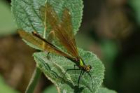 Calopteryx virgo