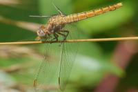 Orthetrum brunneum