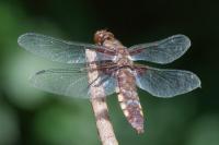 Libellula depressa