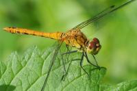 Sympetrum sanguineum