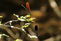 Calopteryx splendens