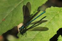 Calopteryx virgo
