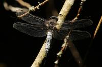 Libellula fulva
