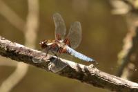 Libellula depressa