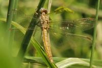 Orthetrum brunneum