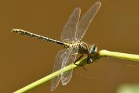 Gomphus pulchellus