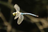 Anax imperator