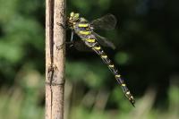 Cordulegaster boltonii
